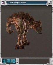 Caudatergus puny 01.jpg