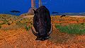 Mutant Boar Natural 02.jpg