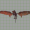 Moblist thumb hendrix dragon.png