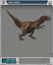 Atrax 03.jpg