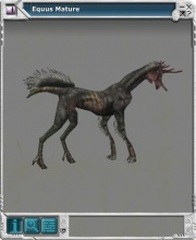 Equus 03.jpg