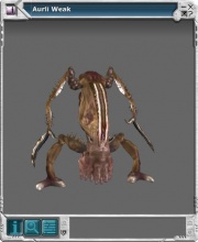 Aurli 01.jpg